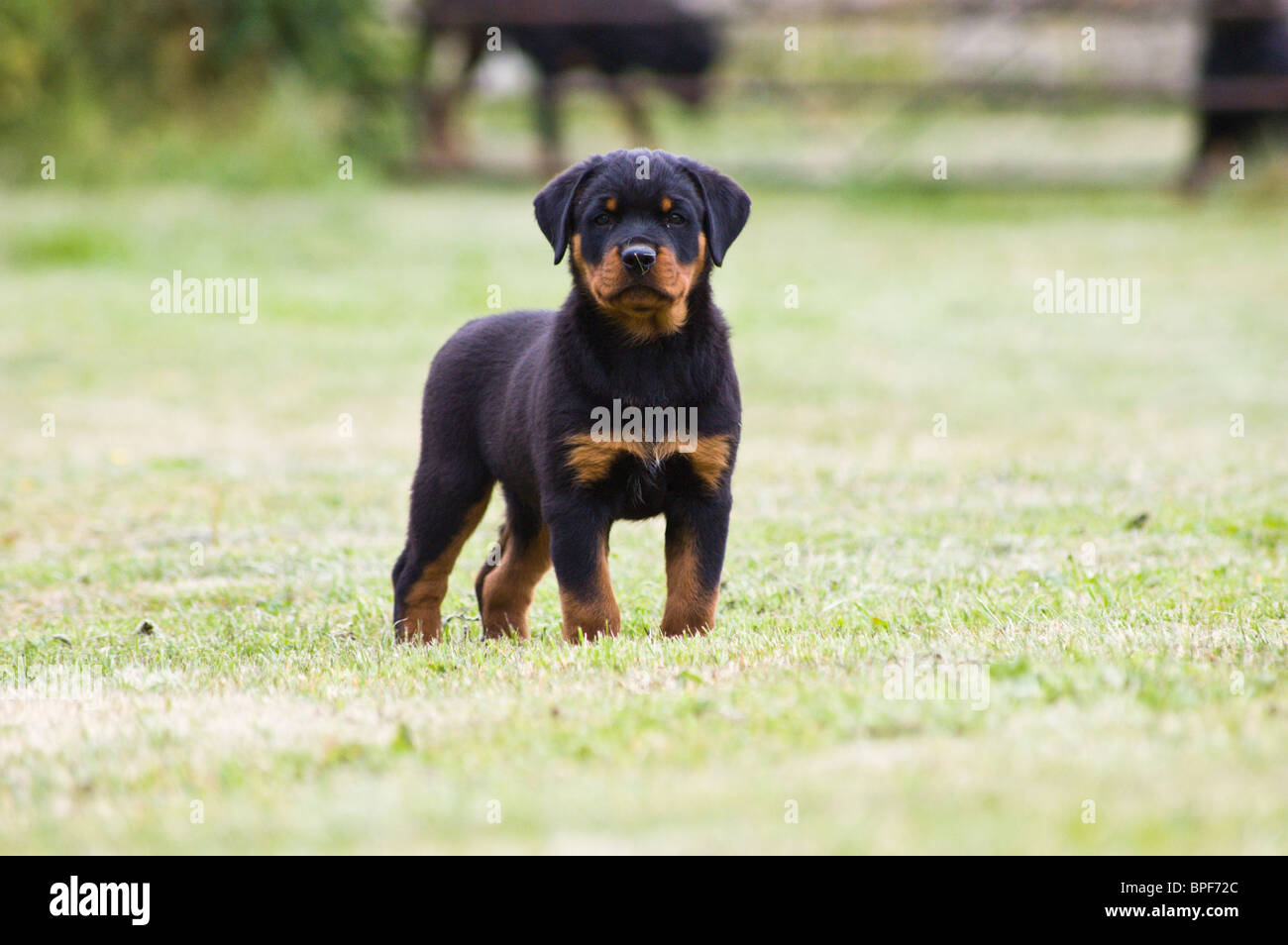 How Tall Is A 10wk Rottweiler Lab Puppy