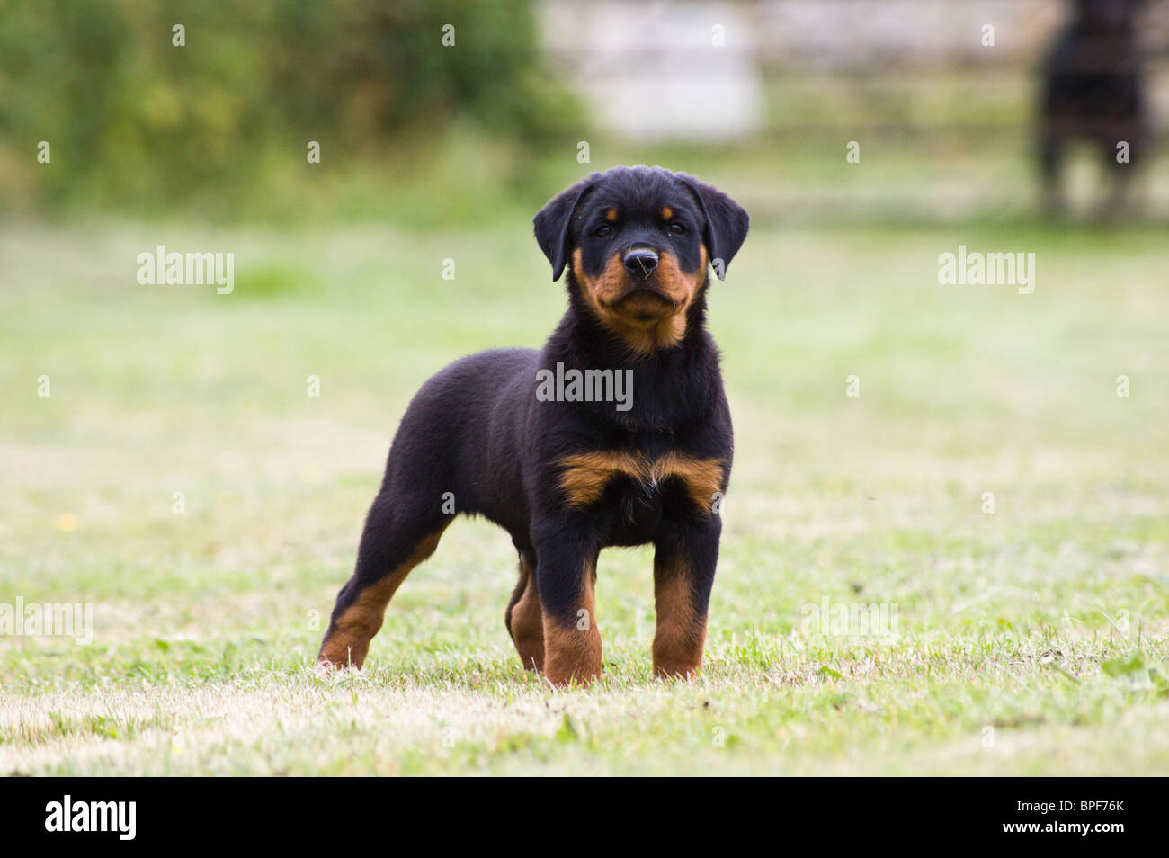 2 week old rottweiler puppy