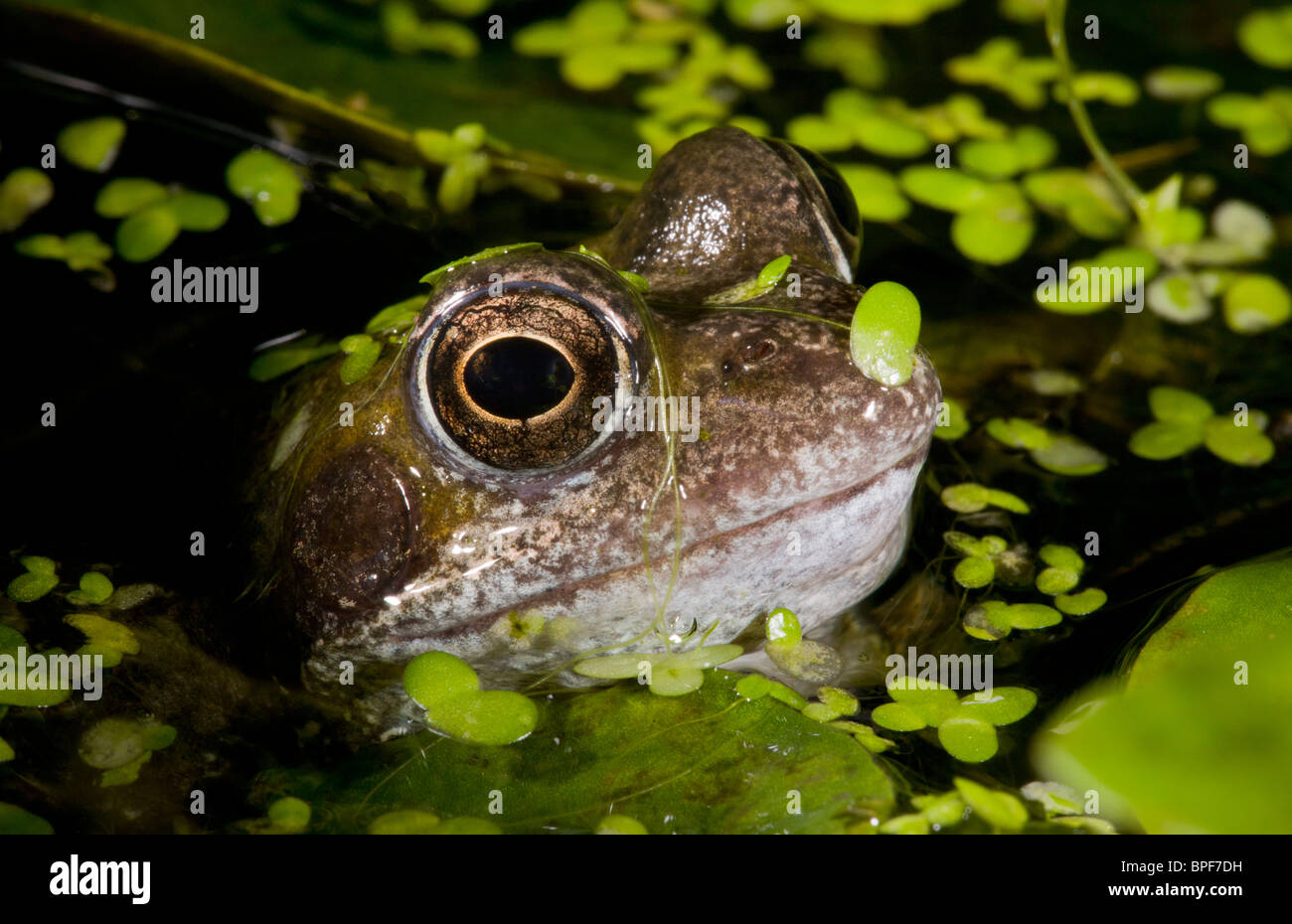 Common Frog, Rana temporaria, in garden pond with duckweeed. Dorset. Stock Photo