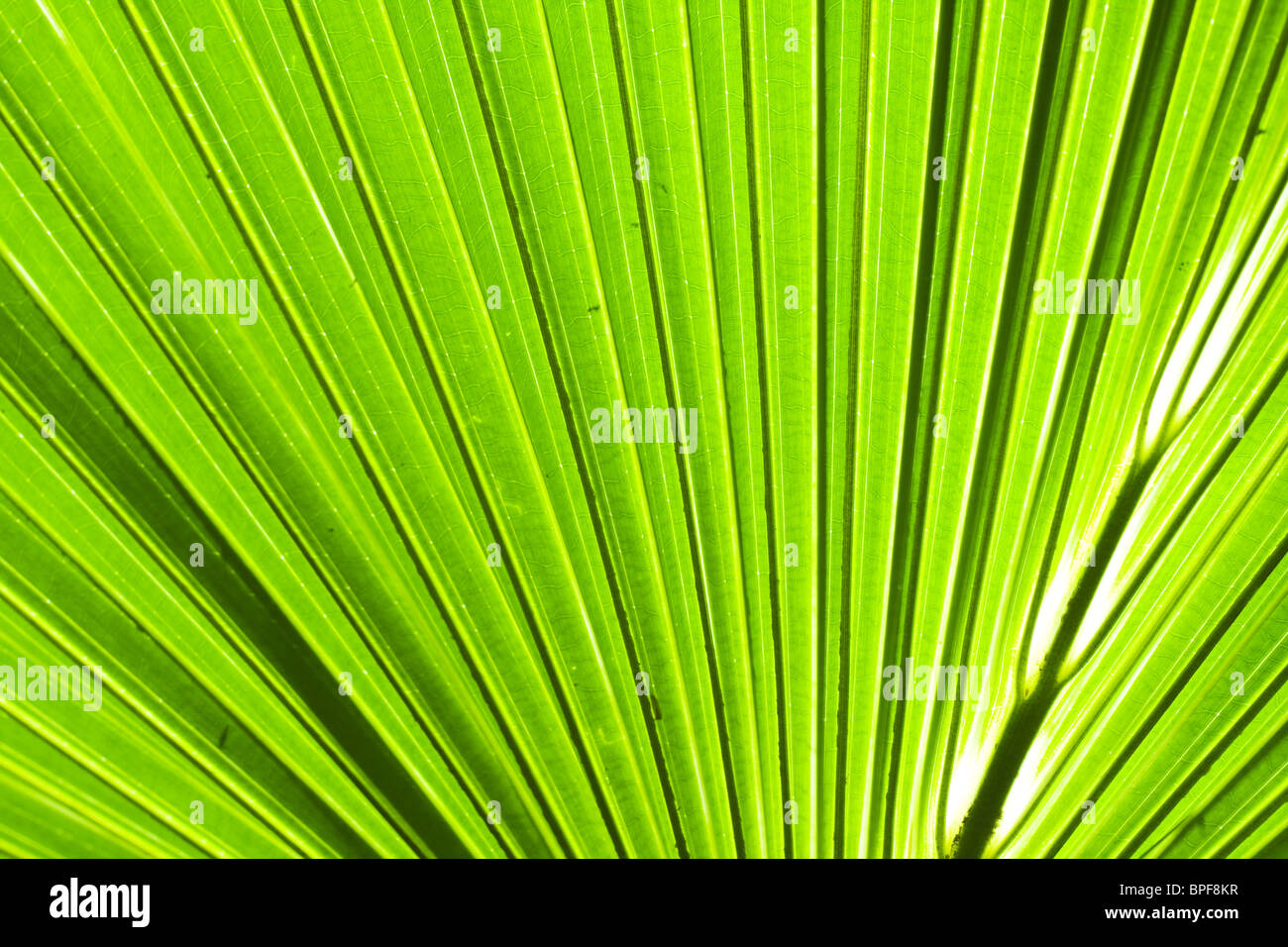 Palm tree leaf abstract background,in english is called Japanese Banana
