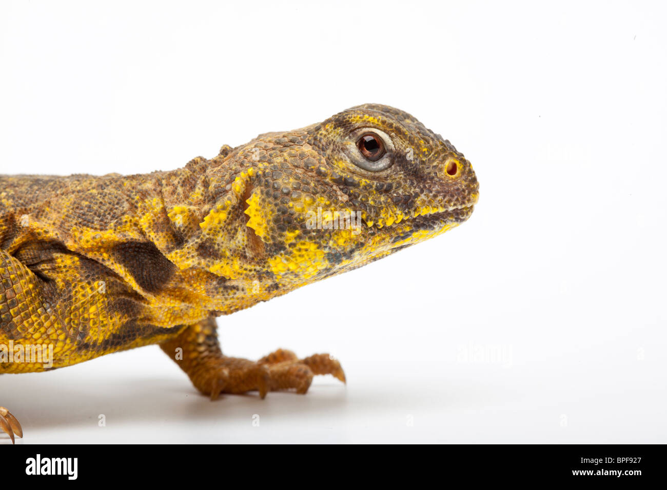 Saharan or Geyr's dab lizard, Uromastyx geyri Stock Photo