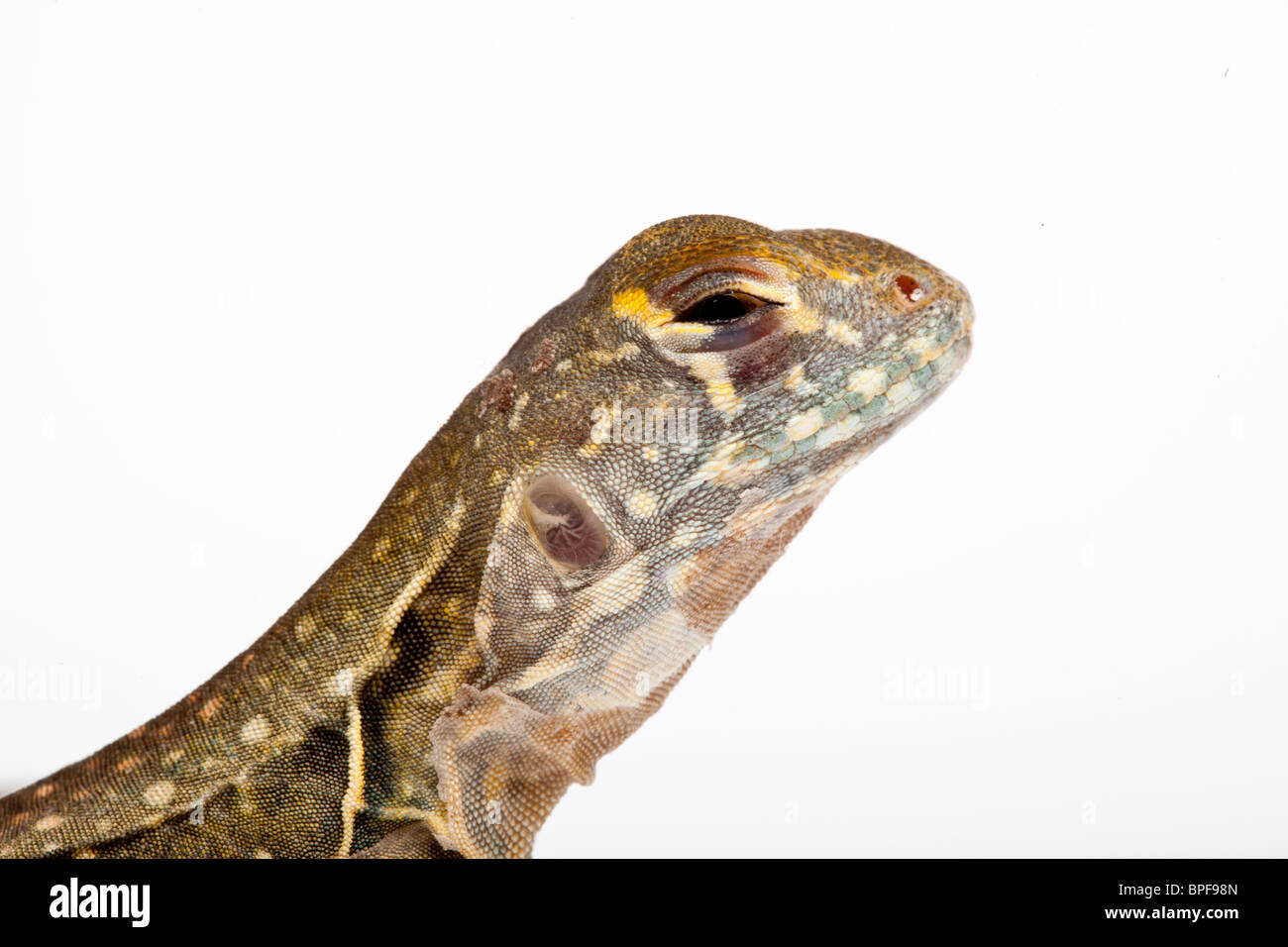 Chinese butterfly lizard, Leiolepis reevesii Stock Photo