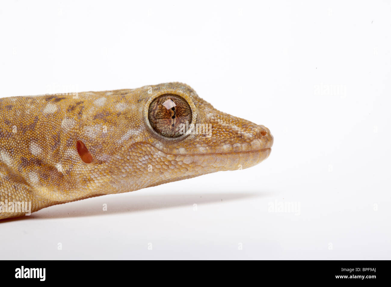 Marbled gecko, Gekko grossmanni Stock Photo