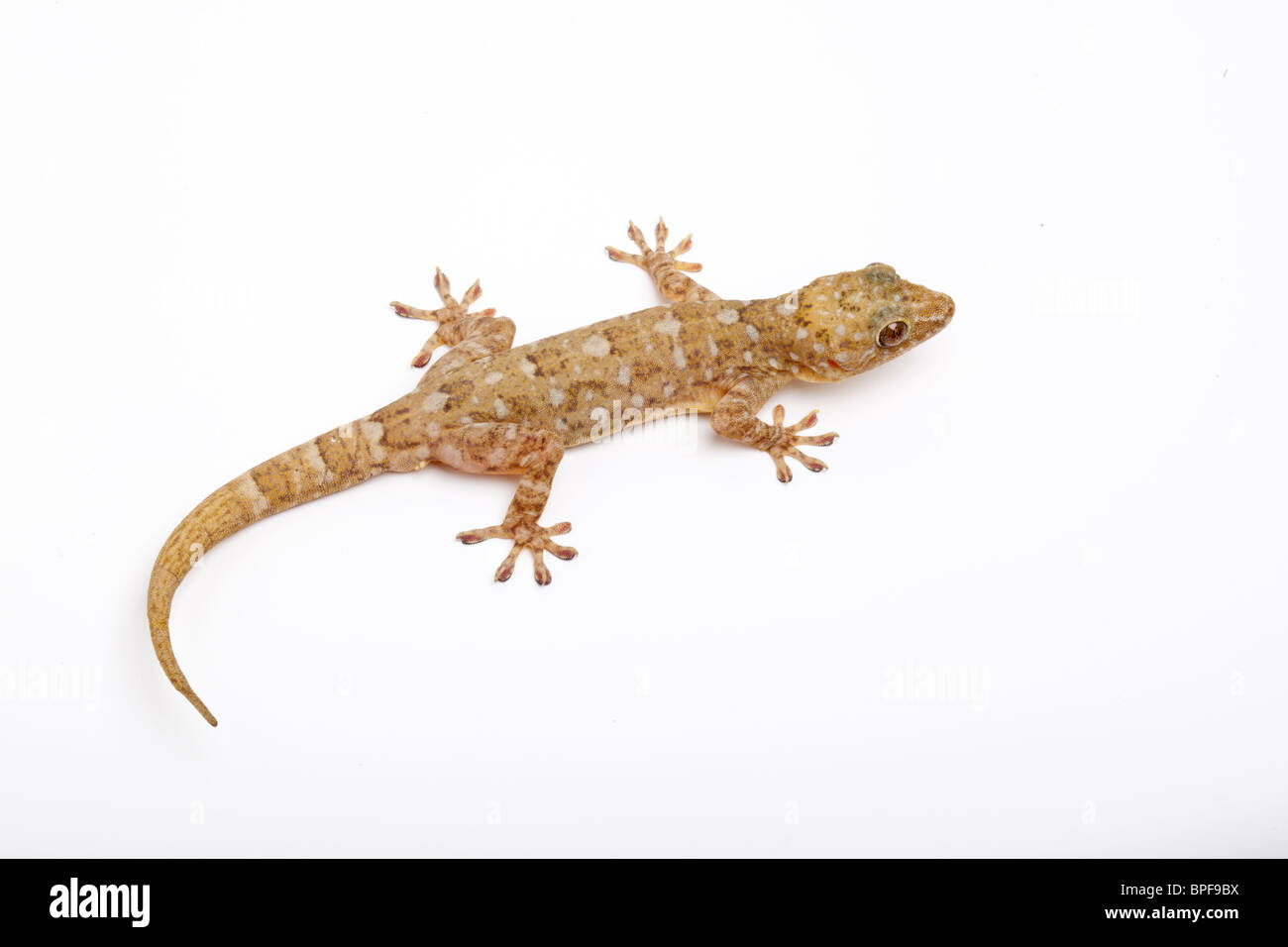 Marbled gecko, Gekko grossmanni Stock Photo