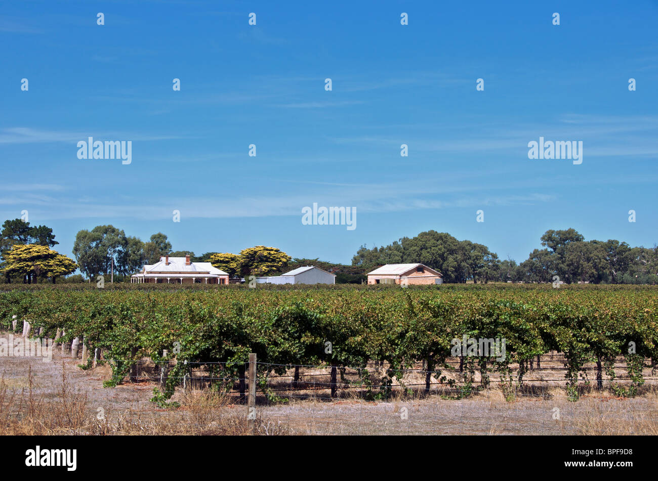 Vineyard and colonial homestead Langhorne Creek South Australia Stock