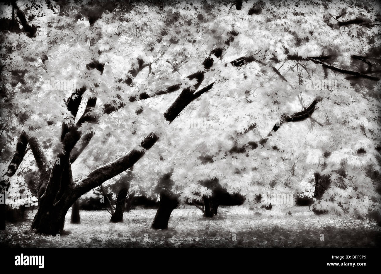 Black and White Japanese Maples woodland scene Stock Photo - Alamy