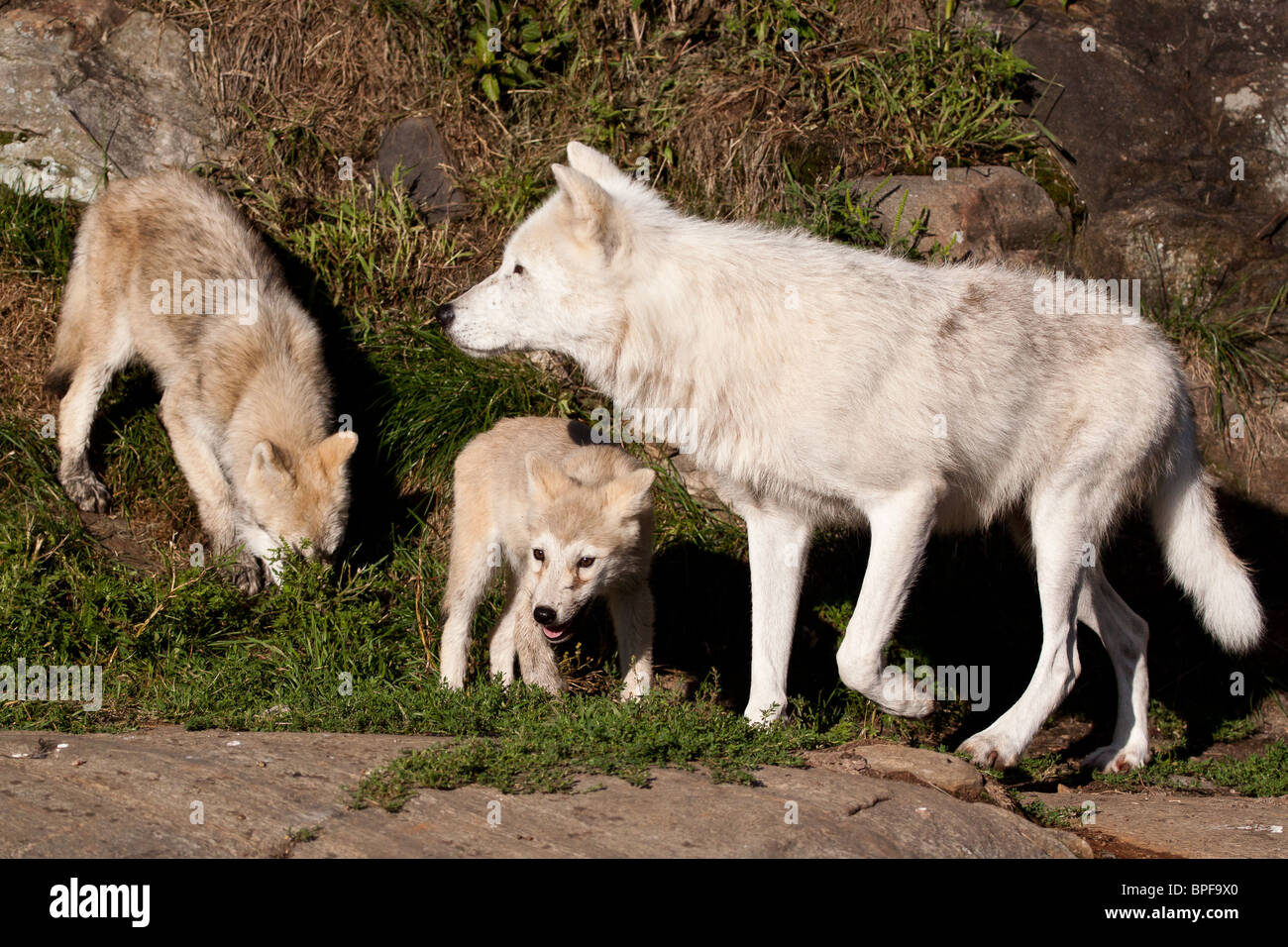 A family of arctic wolves near grass and rocks. Stock Photo