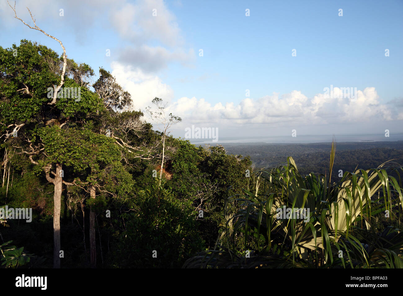 Cloud forest in the Comarca de San Blas on the road to Carti , Caribbean Sea in background, Panama Stock Photo
