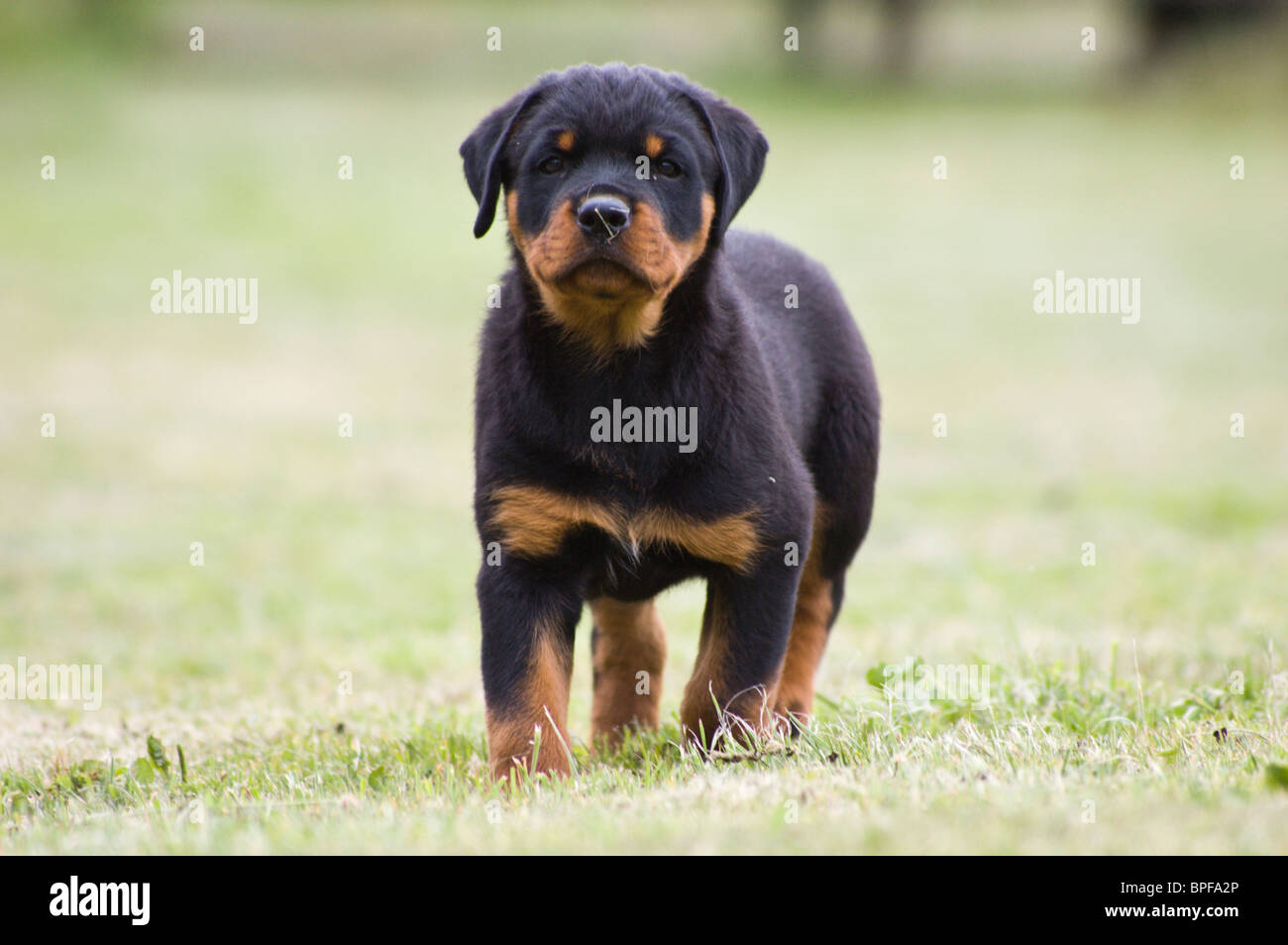 9 week old rottweiler puppy