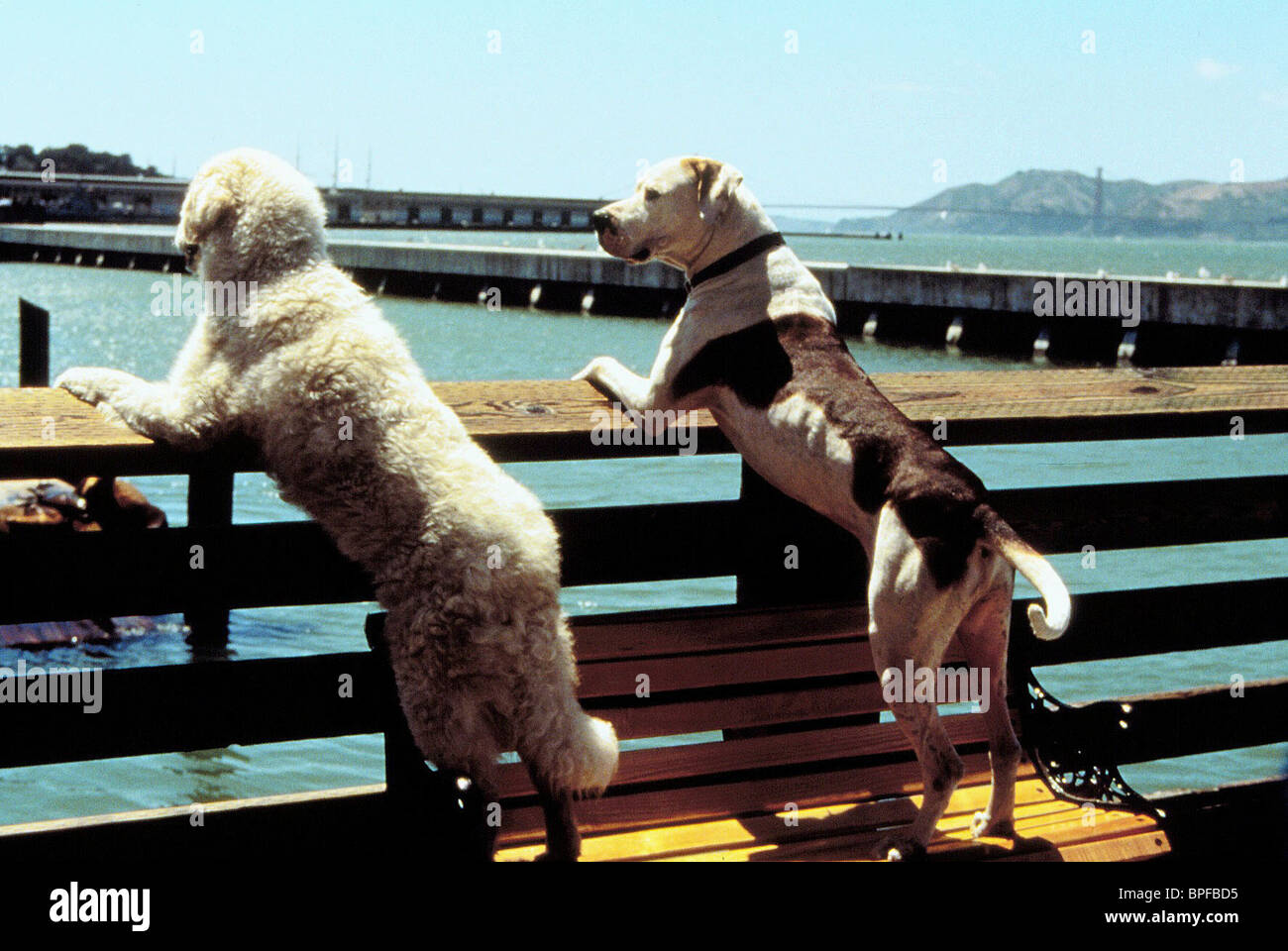 Homeward Bound Ii High Resolution Stock Photography and Images - Alamy