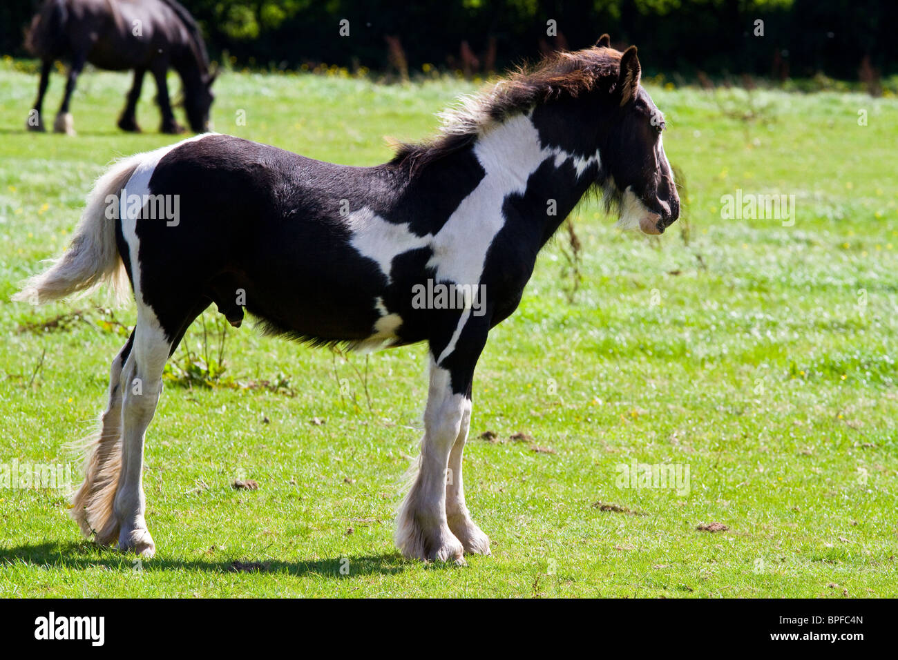Piebald yearling foal  in sunshine Stock Photo