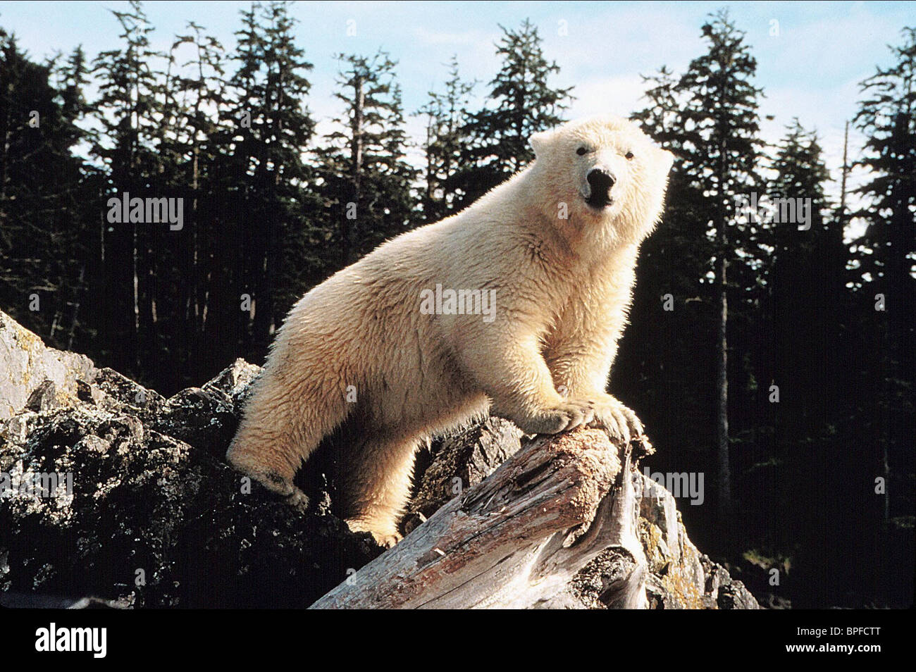 Polar Bear Alaska 1996 Stock Photo Alamy