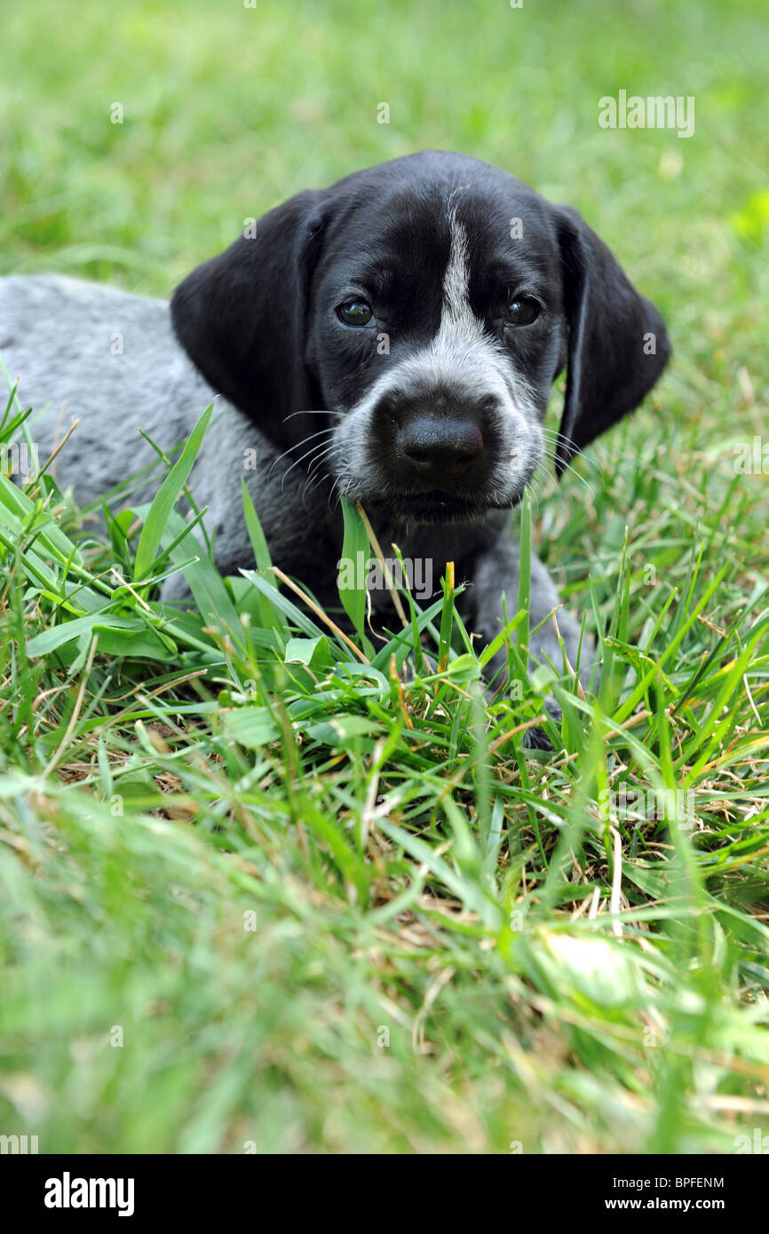 German Shorthair Pointer Stock Photos German Shorthair Pointer