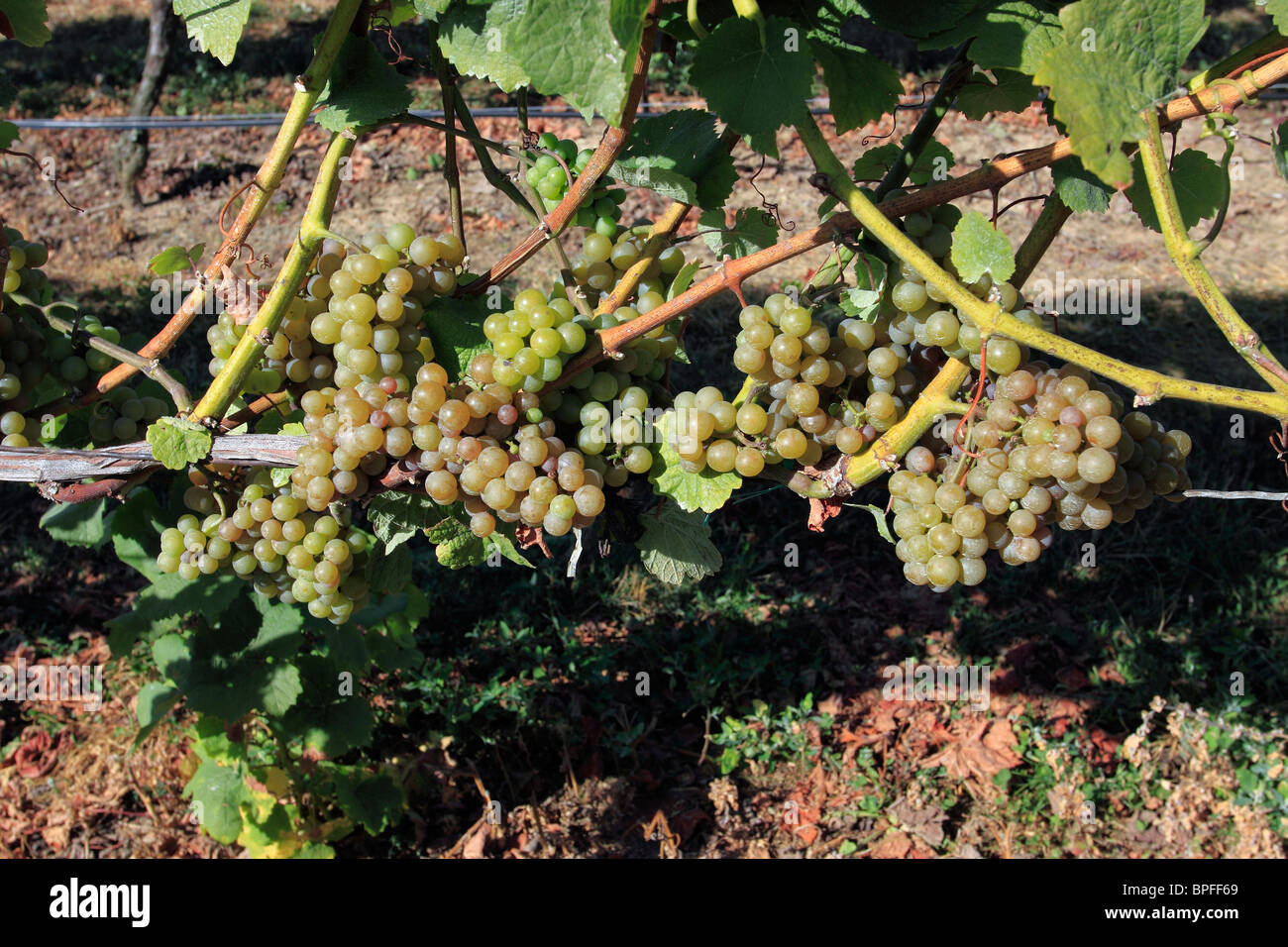 Grapes on the vine awaiting harvesting Long Island NY Stock Photo Alamy