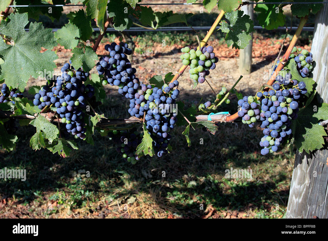 Grapes on the vine awaiting harvesting Long Island NY Stock Photo Alamy