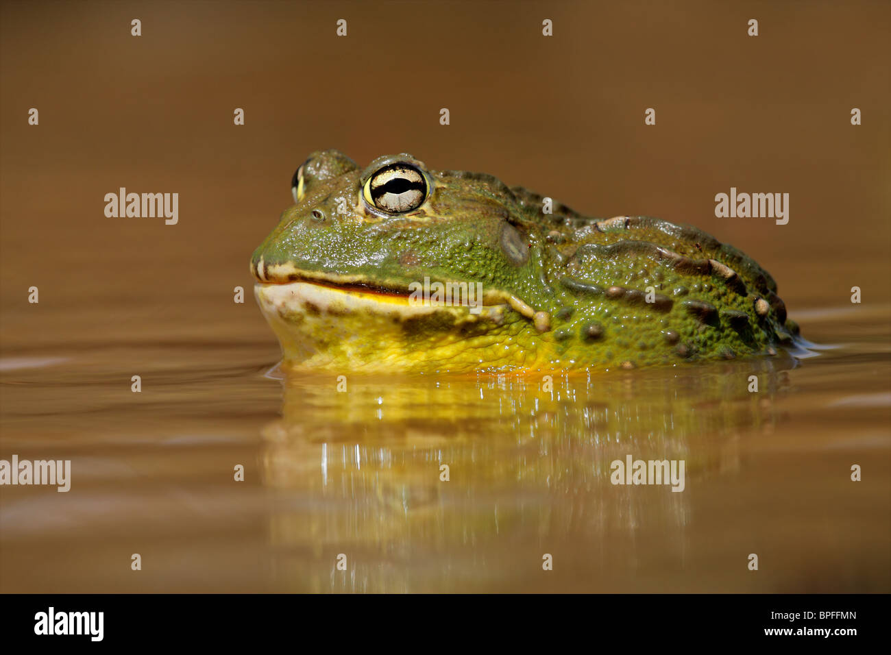 Male African giant bullfrog (Pyxicephalus adspersus) in shallow water