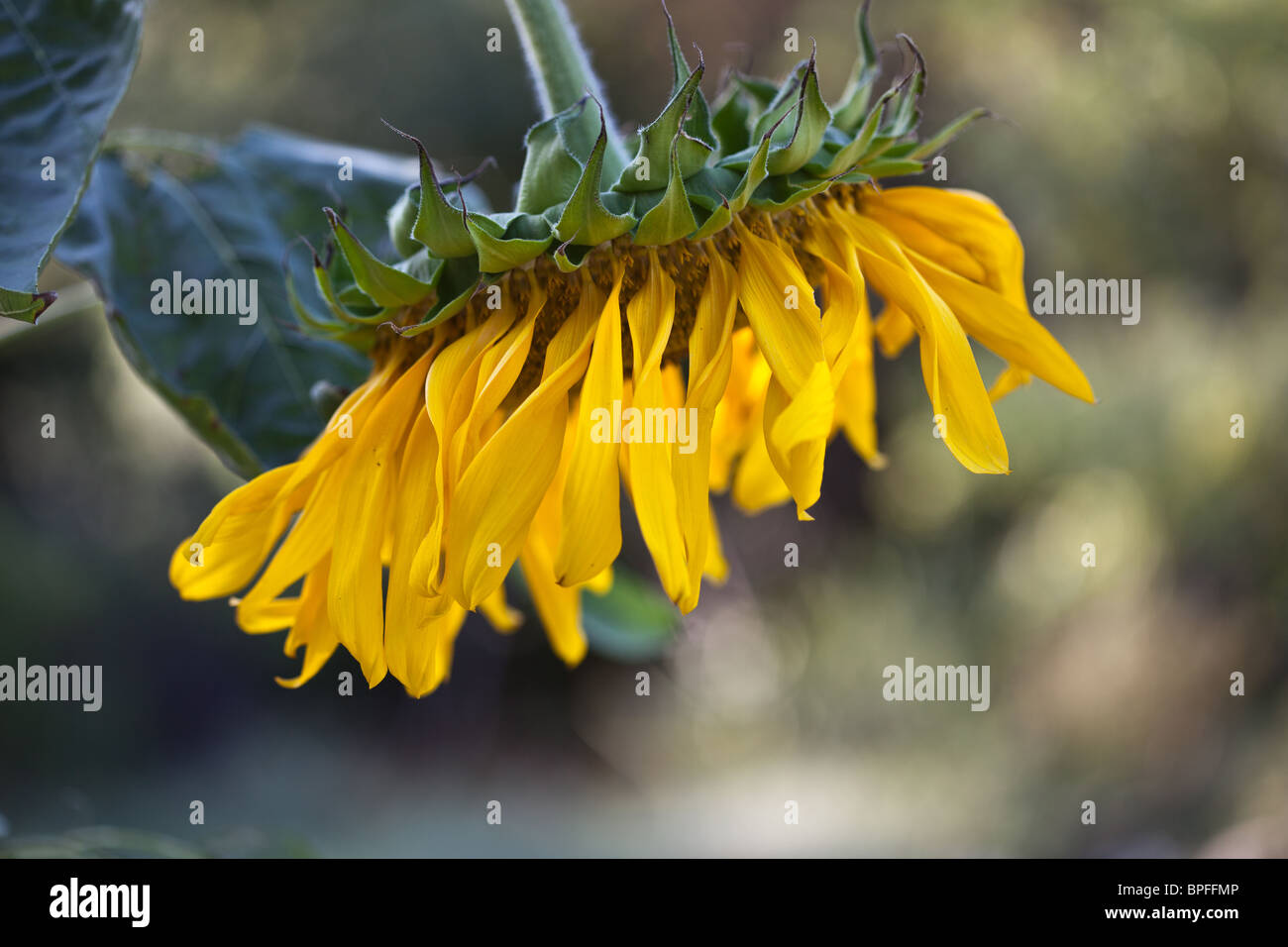 Drooping sunflower hires stock photography and images Alamy