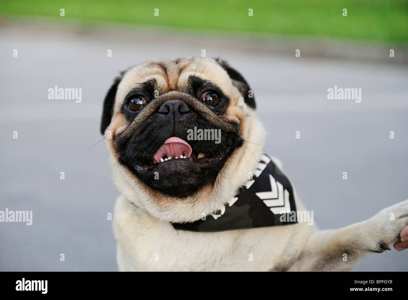 Why Does My Dogs Tongue Shake