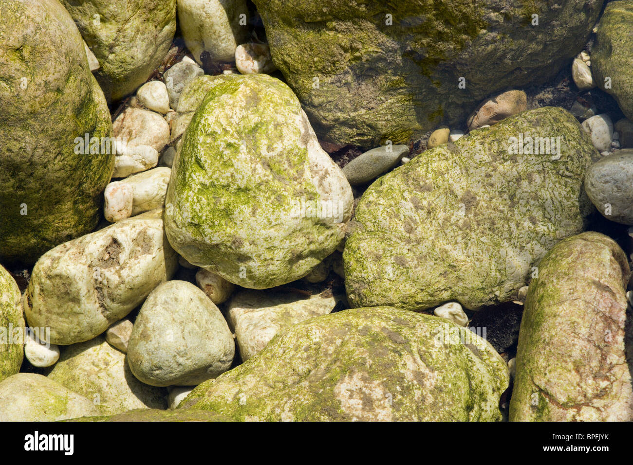 brock in the alps creek - detail Stock Photo