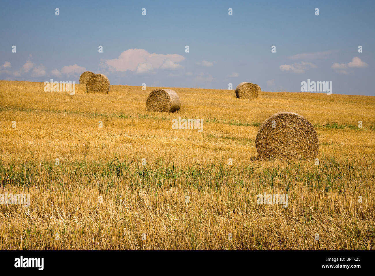 bale of the straw on the acre Stock Photo Alamy