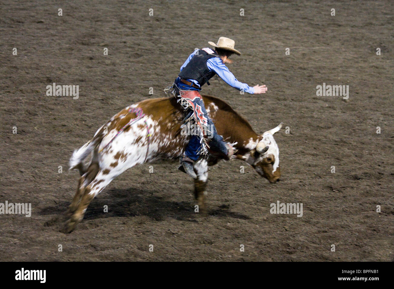 Steer riding, Cody Rodeo, Wyoming, USA Stock Photo