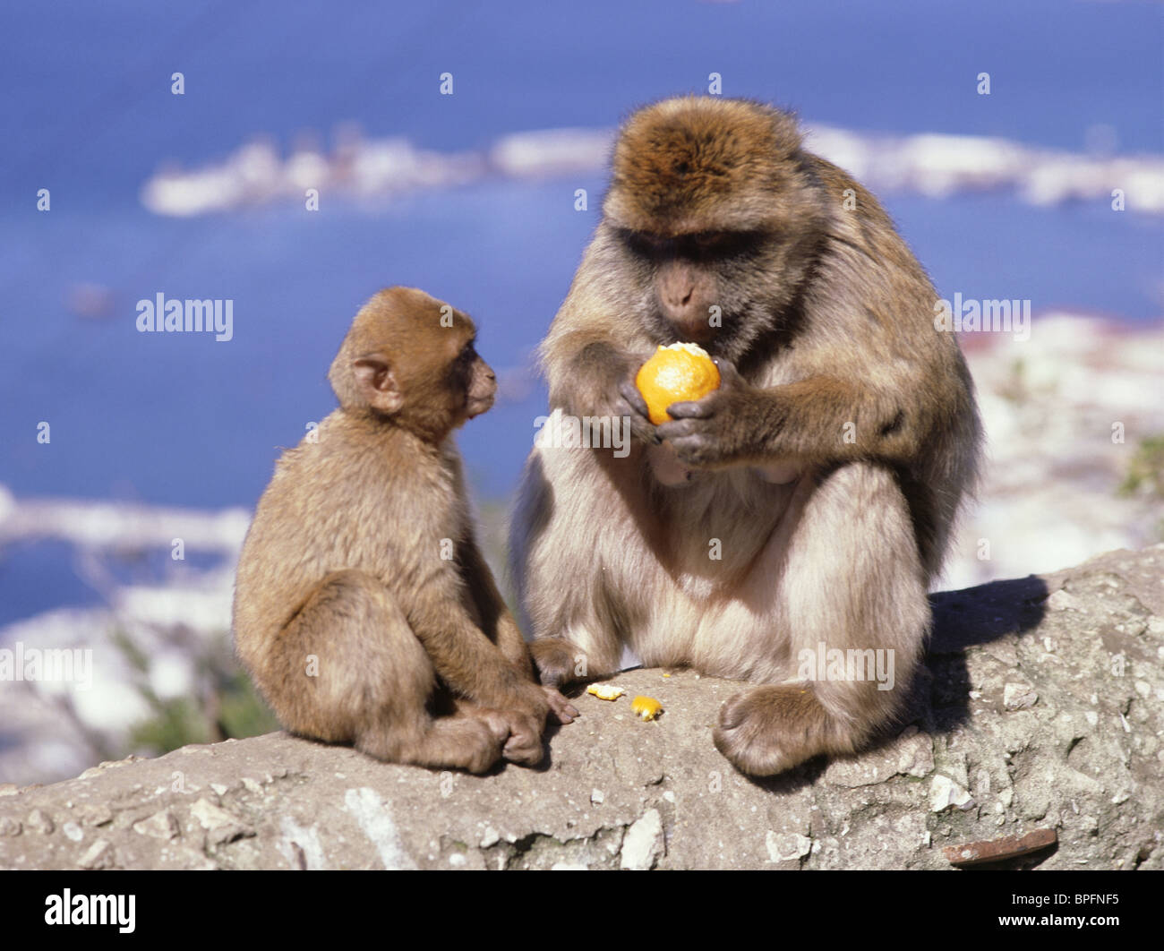 Barbary Apes, Gibraltar Stock Photo
