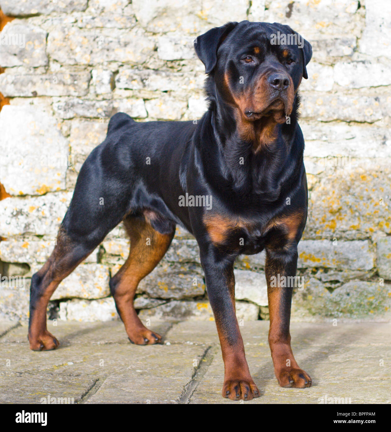 full grown rottweiler male