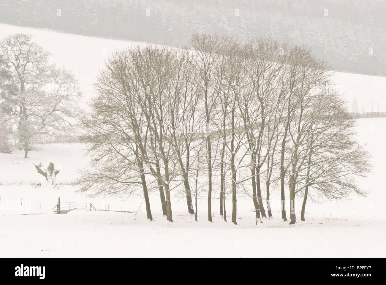 Trees in the snow Stock Photo