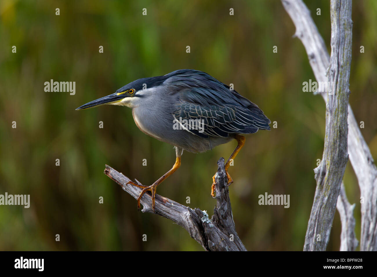 Greenbacked Heron Perched, Lake Panic, Kruger National Park, South