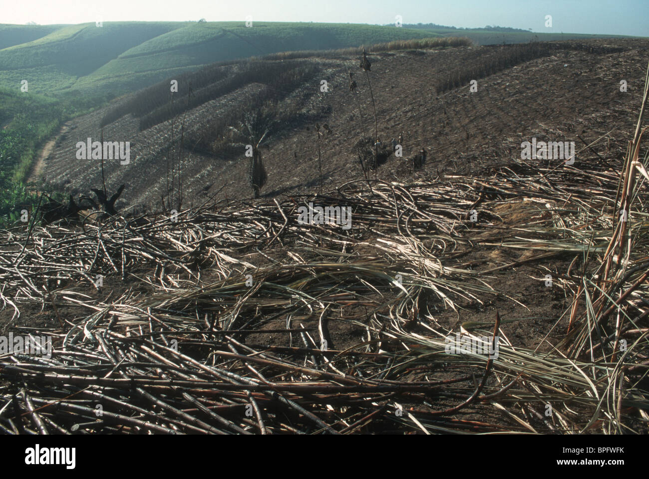 BRAZIL. DEFORESTATION AT A SUGAR CANE PLANTATION IN PERNAMBUCO STATE