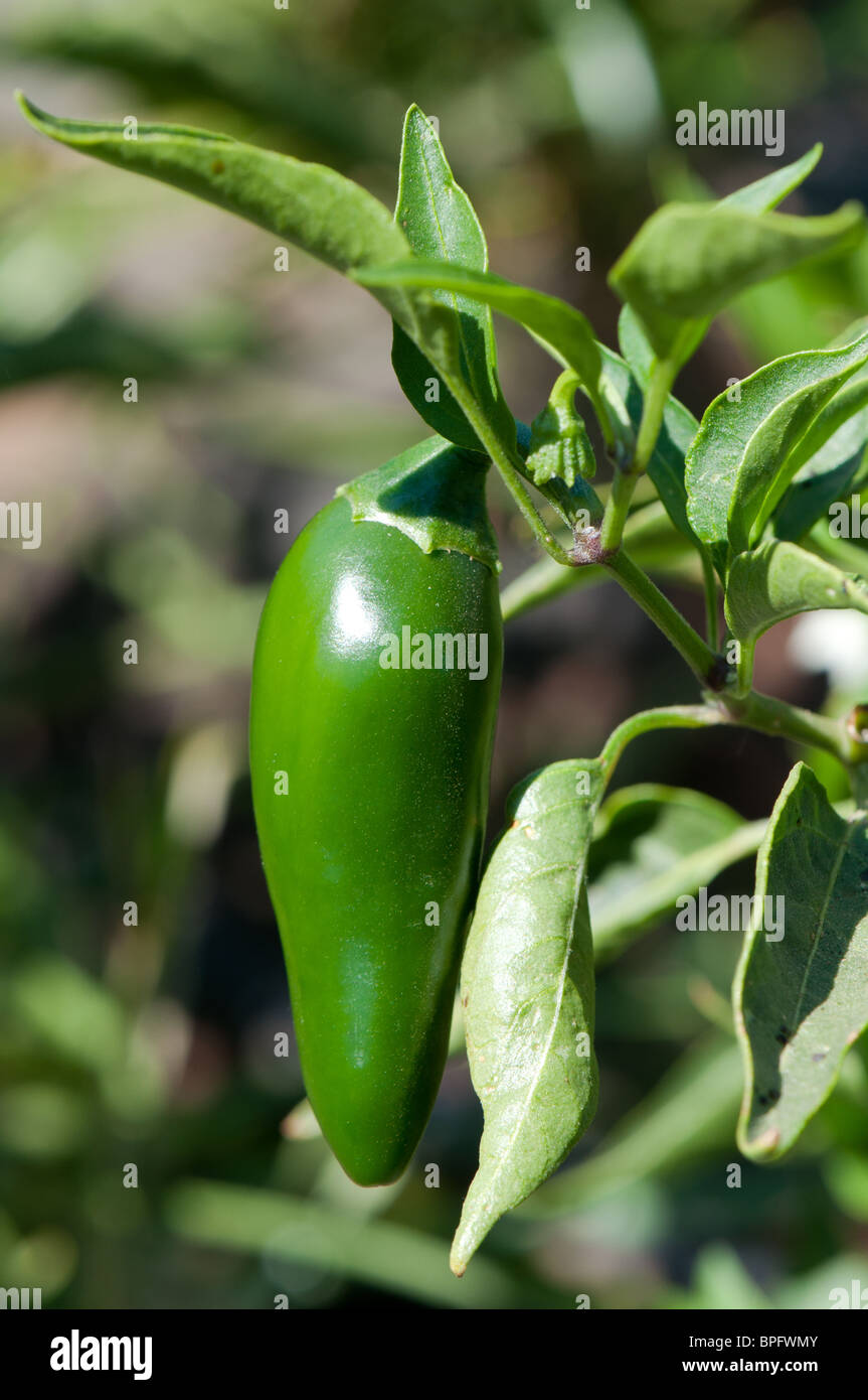 Jalapeno pepper on the plant in the field, central valley California Stock Photo