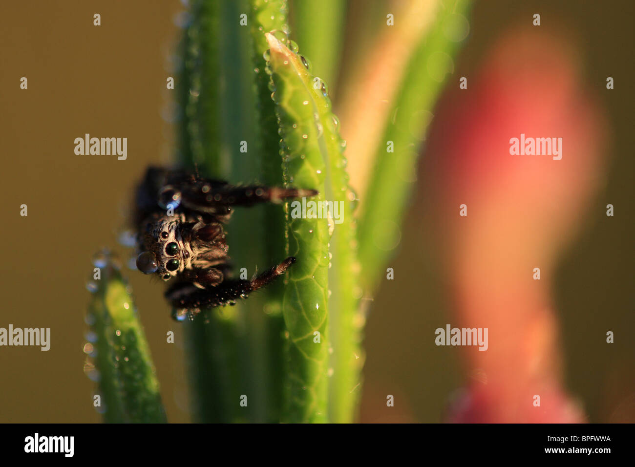 Little spider(Salticidae) covered with water drops, Estonia Stock Photo