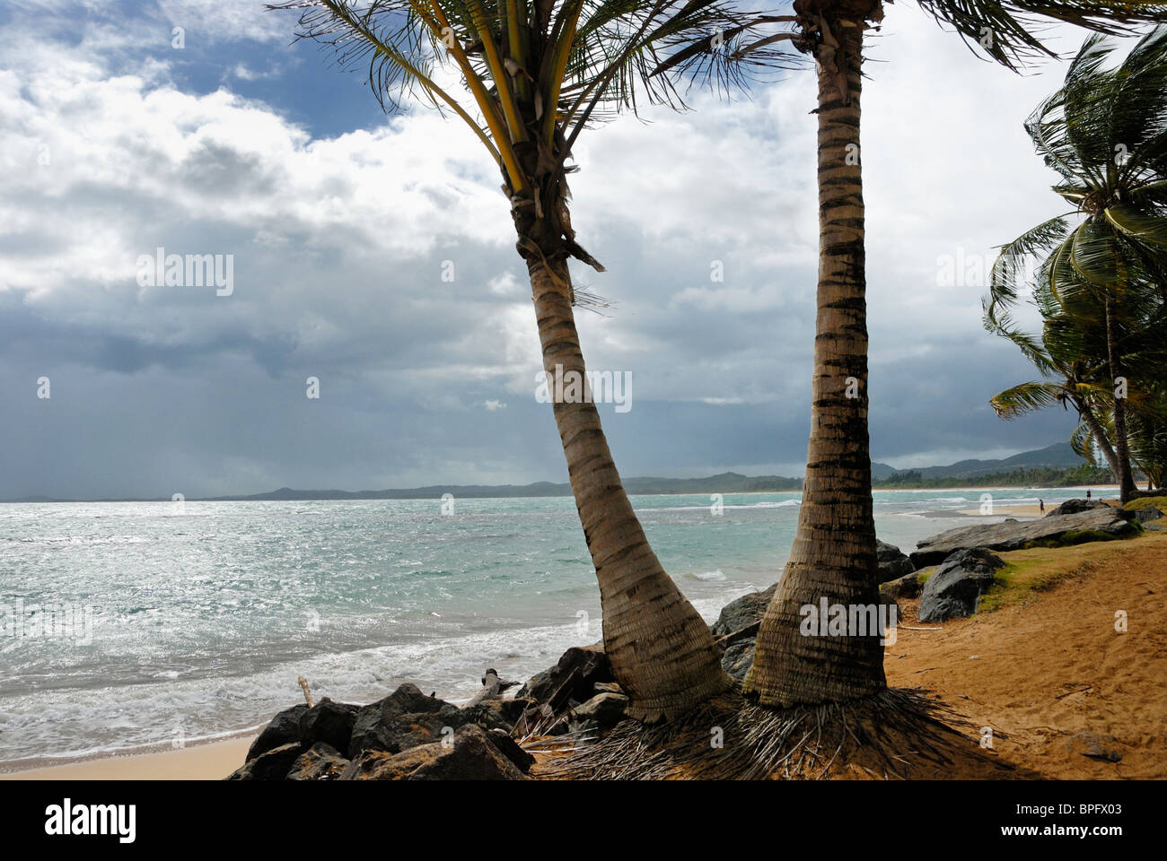 Pair of coconut palms on the beach, Luquillo, Puerto Rico Stock Photo