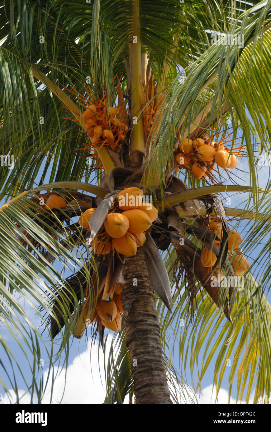 Coconut palm tree, Luquillo, Puerto Rico Stock Photo - Alamy