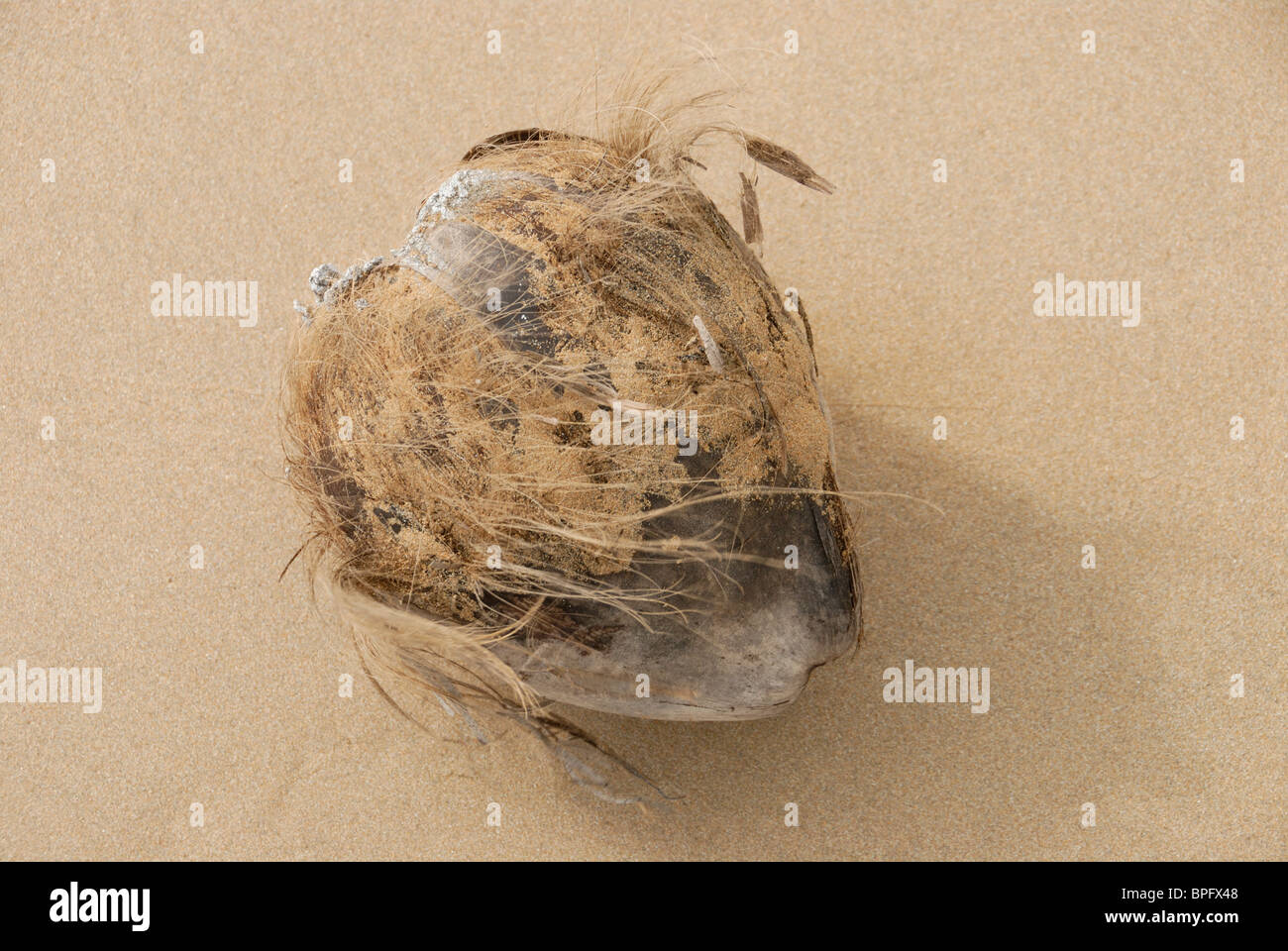 Coconut on the beach, Puerto Rico Stock Photo