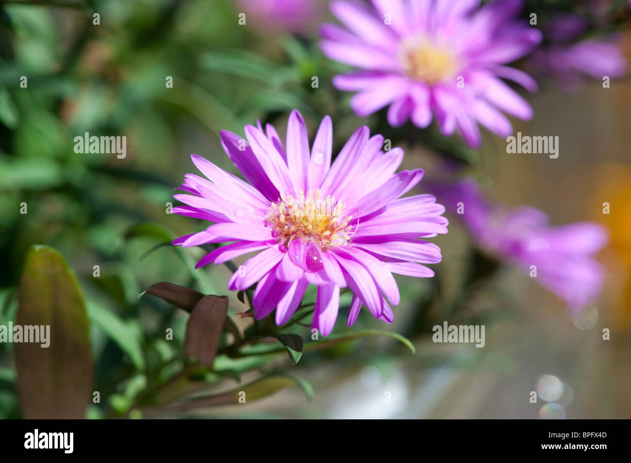 Beautiful aster flower on a sunny day Stock Photo