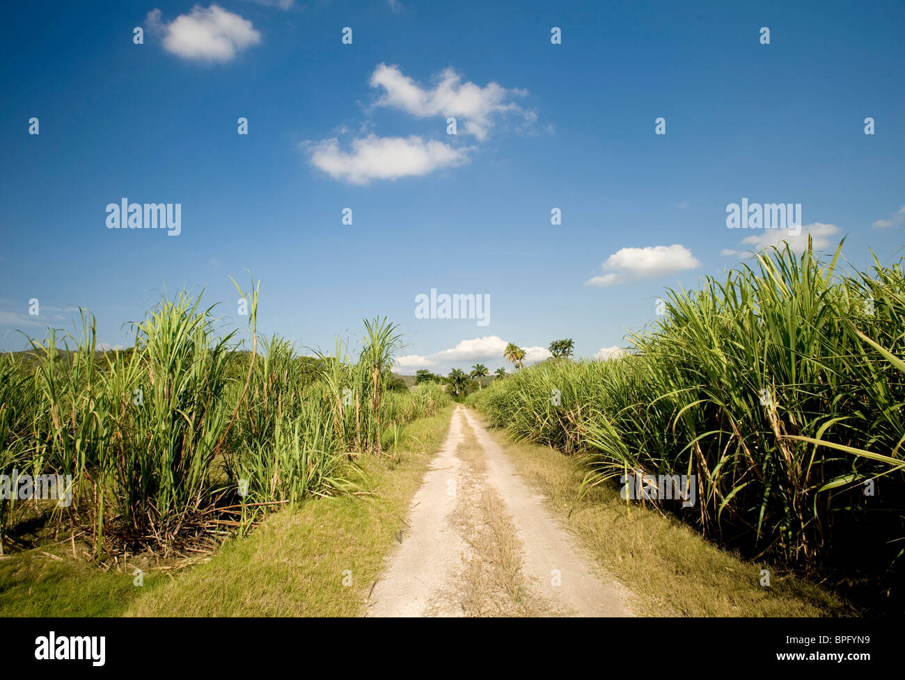 sugarcane plantation, Jamaica Stock Photo Alamy