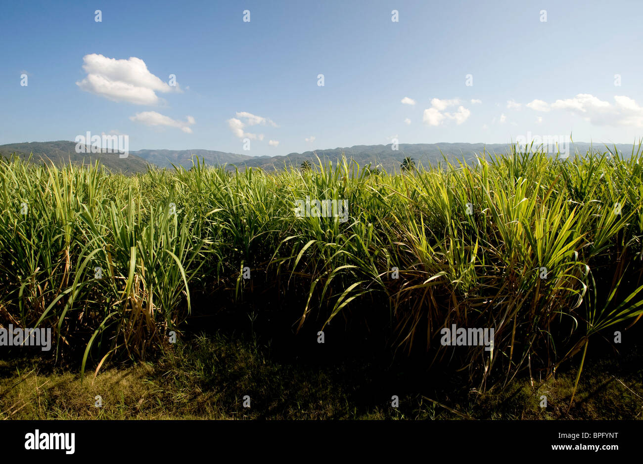 sugarcane plantation, Jamaica Stock Photo Alamy