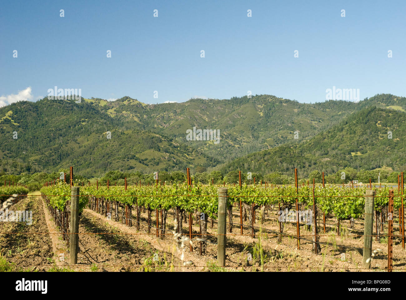 Wine making in California's Napa Valley region Stock Photo Alamy
