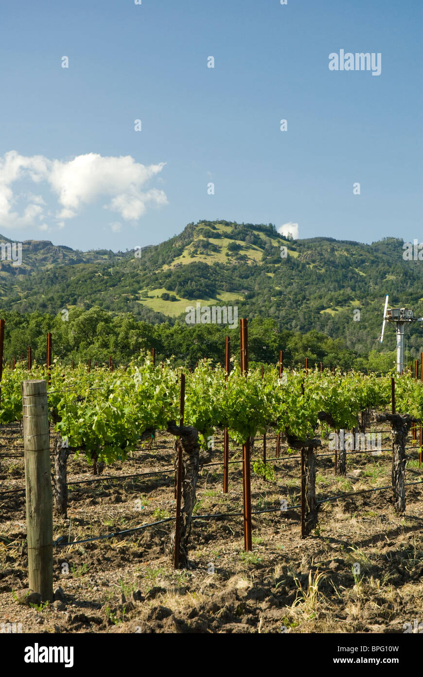Wine making in California's Napa Valley region Stock Photo Alamy
