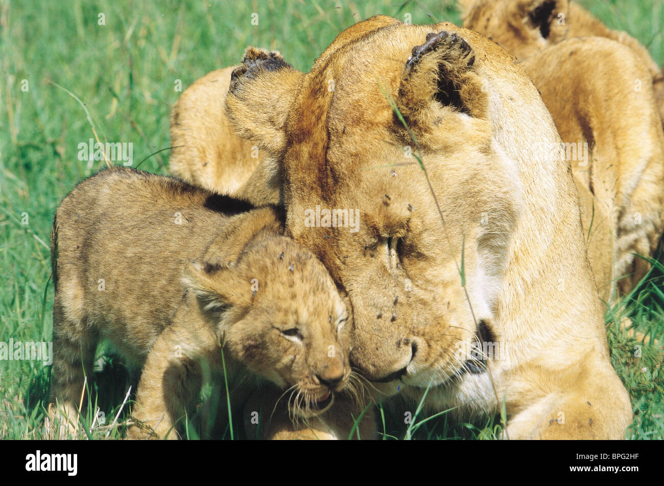 Lions, Kenya Stock Photo