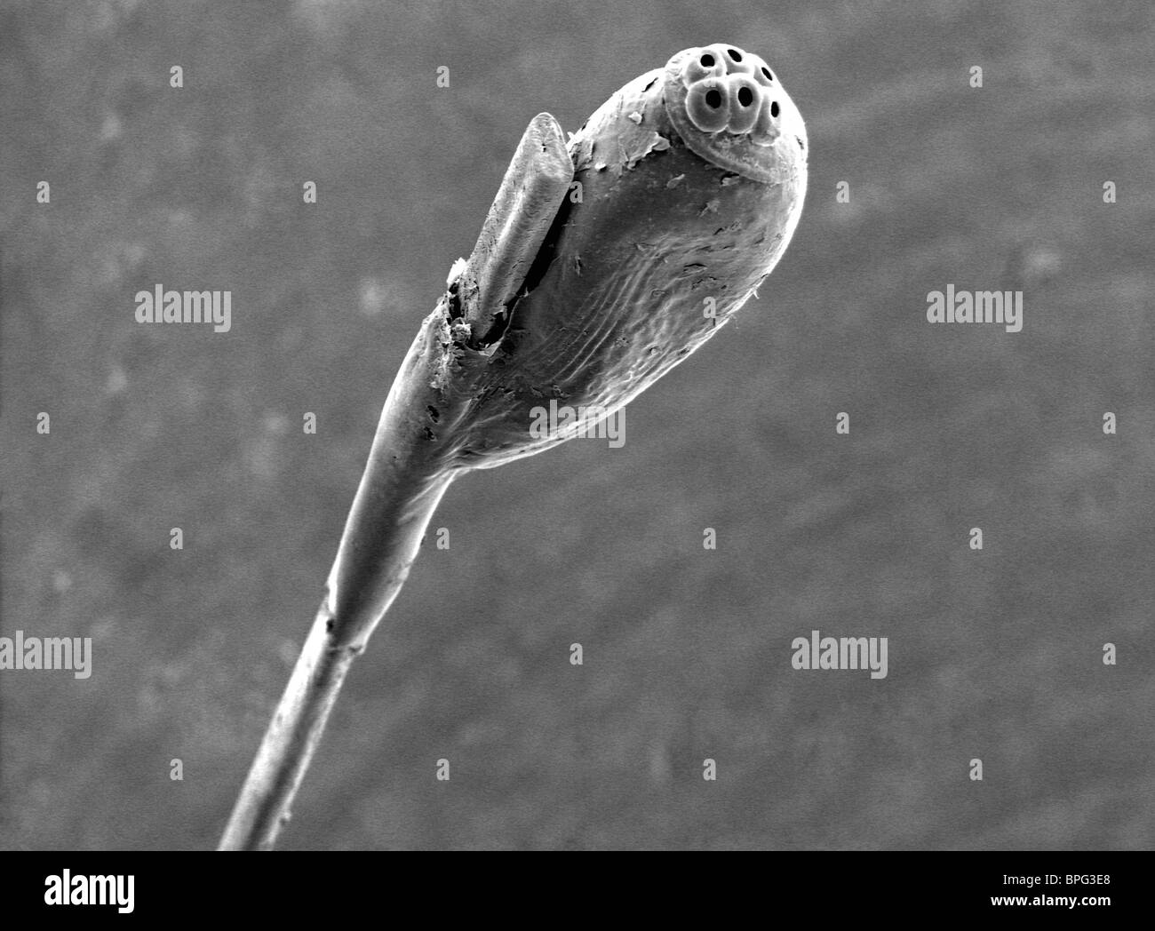 A scanning electron micrograph (SEM) of a head louse egg on a hair shaft. Stock Photo