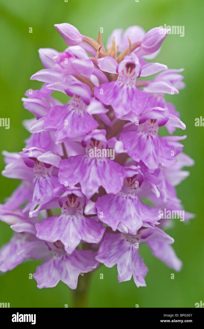 Northern Marsh Orchid Isles of Lewis, Outer Hebrides, Western Isles. Scotland  SCO 6474 Stock Photo