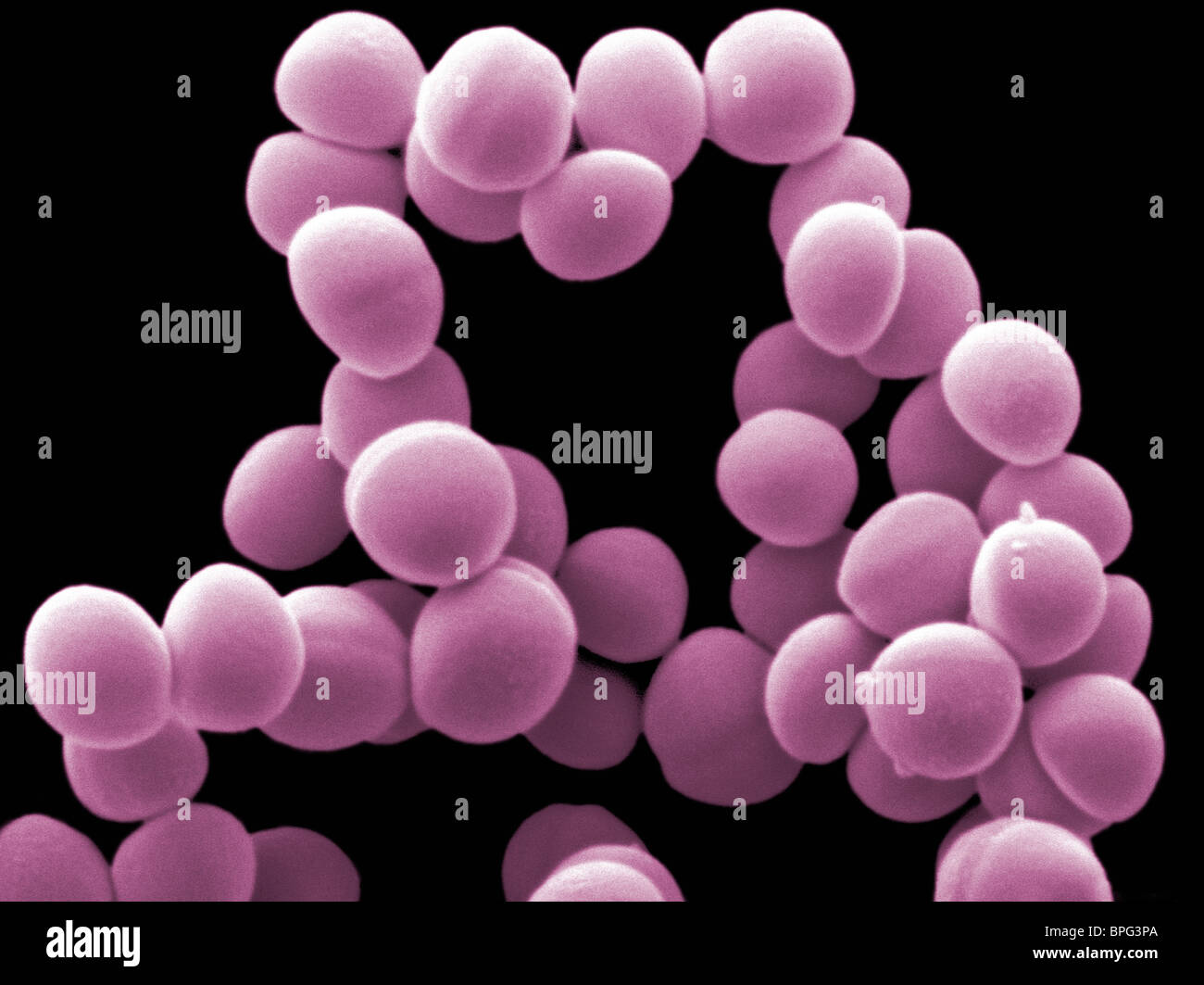 Staphylococcus epidermidis is a common member of human skin and mucous membranes. Stock Photo