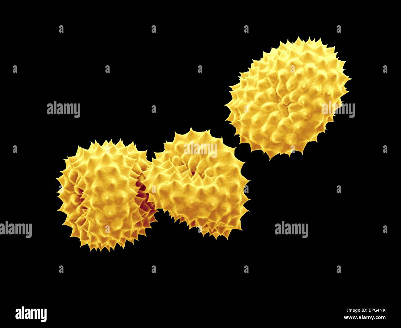 SEM x1560 Ragweed pollen Allergenic pollen grains of ragweed. Common