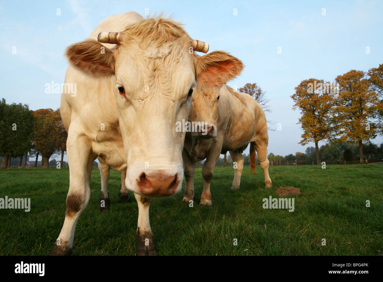 Curious cows in a meadow field Stock Photo
