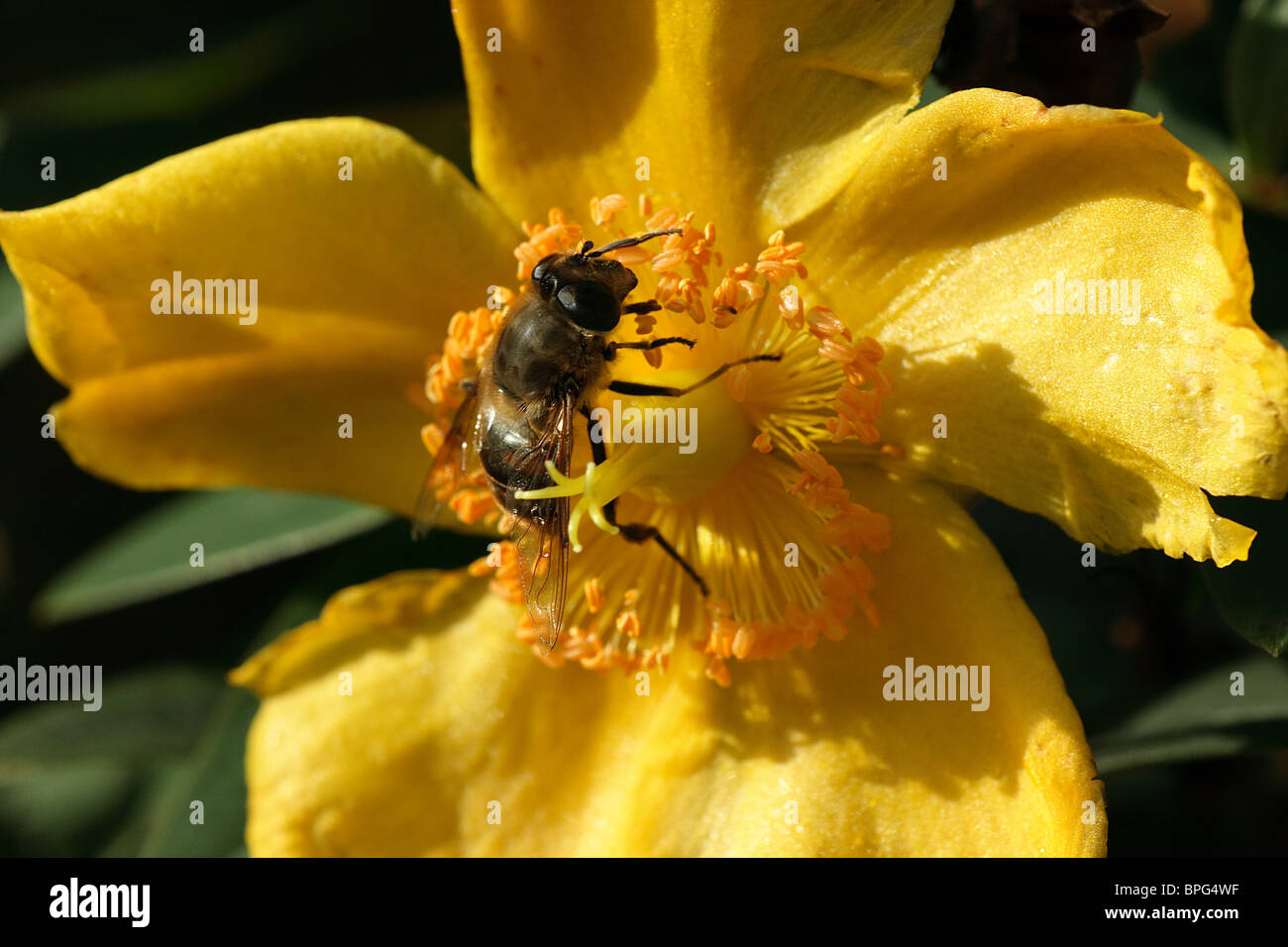 Bee Pollinating flower in Devon UK Stock Photo