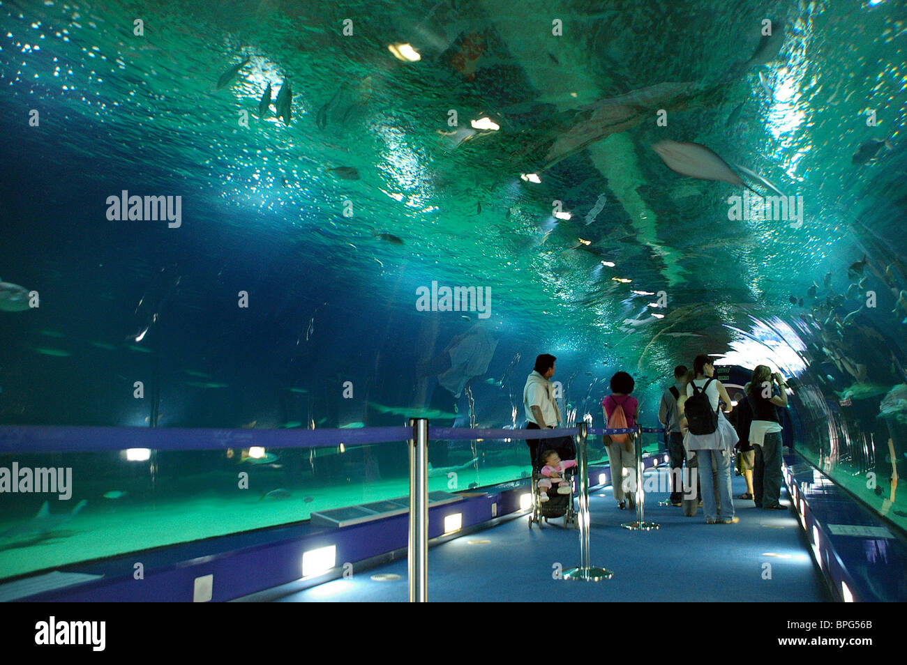 Underwater tunnel, L'Oceanographic Science Centre, Valencia, Spain Stock Photo