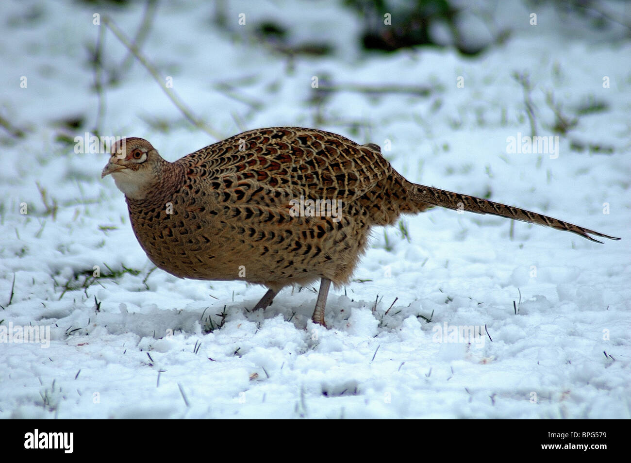 Pheasant in snow in Devon UK Stock Photo - Alamy