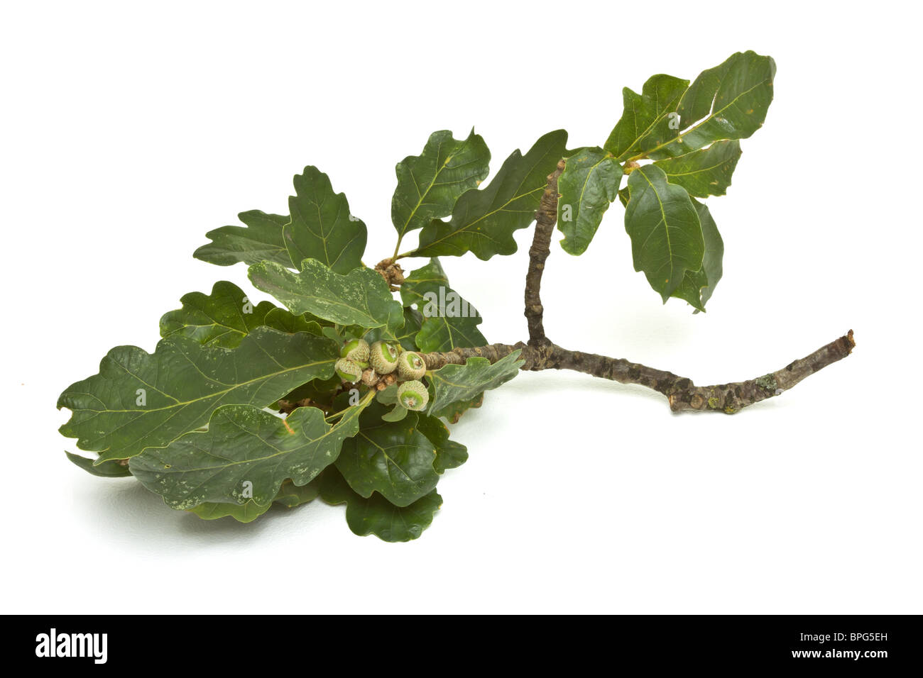 Autumn oak leaf acorns hi-res stock photography and images - Alamy